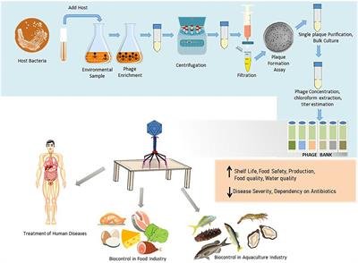 Tracking the phage trends: A comprehensive review of applications in therapy and food production